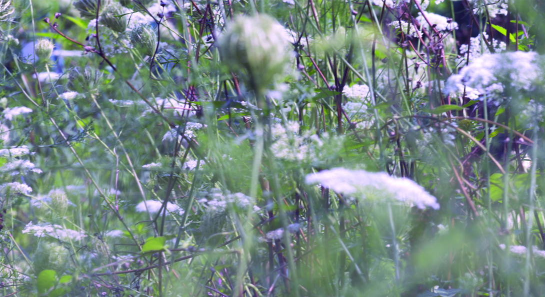 A photograph close-up of lilac flowers in the grass.